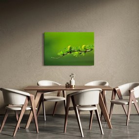Obraz zelenej šišky (90x60 cm)