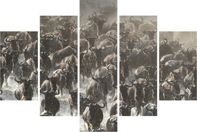 Obraz - Stádo pakoňov (150x105 cm)