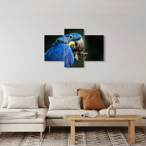 Obraz papagája (90x60 cm)