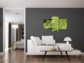 Obraz - Papradinový list (90x60 cm)