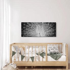 Obraz - Biely páv (120x50 cm)