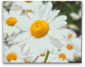 Gario Diamantové maľovanie Kopretiny Rozmery: 40 x 30 cm, Rámovanie: Iba zrolované plátno, Diamanty: Okrúhle