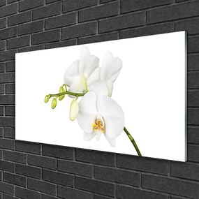 Skleneny obraz Orchidea kvety príroda 120x60 cm