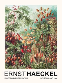Obrazová reprodukcia Muscinae–Laubmoose / Rainforest Plants (Vintage Academia) - Ernst Haeckel, (30 x 40 cm)