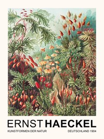 Umelecká tlač Muscinae–Laubmoose / Rainforest Plants (Vintage Academia) - Ernst Haeckel, (30 x 40 cm)