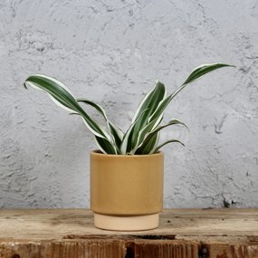 Dracaena deremensis compacta White Jewel baby