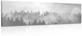 Obraz hmla nad lesom v čiernobielom prevedení
