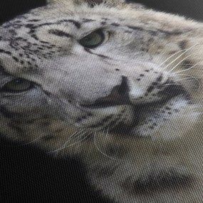 Obraz - Leopard snežný (70x50 cm)