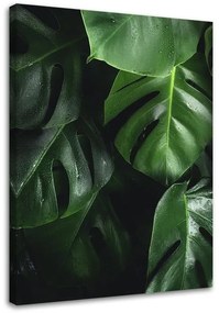 Obraz na plátně Květiny Monstera Listy Rostliny - 80x120 cm