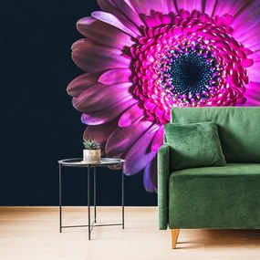 Samolepiaca tapeta purpurová gerbera - 225x150