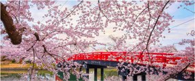 Obraz - Hirosaki, Japonsko (120x50 cm)