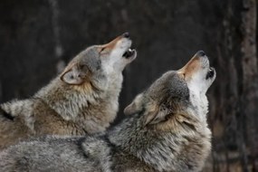 Fotografia Howling wolves, Bjarne Henning Kvaale, (40 x 26.7 cm)
