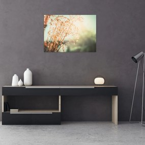 Obraz - Rastliny po daždi (70x50 cm)