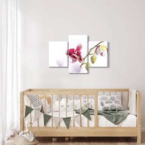 Obraz kvetu orchidey (90x60 cm)