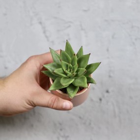 Echeveria agavoides baby