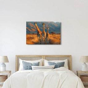 Obraz - Žirafy na pastvine (90x60 cm)