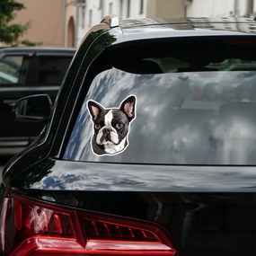 PIPPER. Nálepka Bostonský teriér Veľkosť: 15 cm