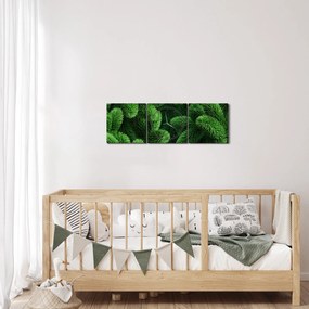 Obraz - Vetvičky ihličnanu (s hodinami) (90x30 cm)