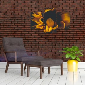 Obraz - Slnečnica v čiernom pozadí (90x60 cm)