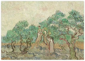Sklenený obraz - Vincent van Gogh, The Olive Orchard, reprodukcia (70x50 cm)