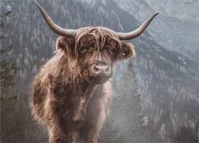 Obraz - Highlander krava (70x50 cm)