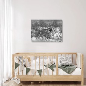 Sklenený obraz - Líška v zime (70x50 cm)