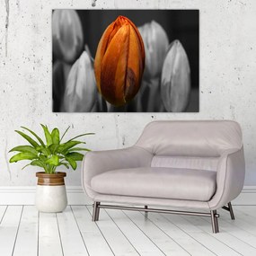 Oranžový tulipán medzi čiernobielymi - obraz