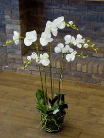 Phalaenopsis plant white 90cm