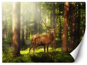 Fototapeta, Jelen Zvířata Les Příroda - 250x175 cm