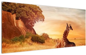 Obraz - Žirafy v Afrike (120x50 cm)