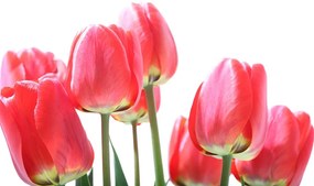 Samolepiaca fototapeta červené poľné tulipány