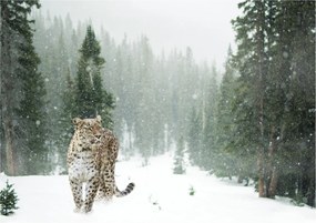 Obraz leoparda v snehu (70x50 cm)
