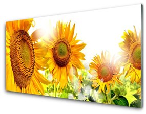 Obraz plexi Slnečnica kvet rastlina 125x50 cm