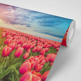 Samolepiaca tapeta východ slnka nad lúkou s tulipánmi - 450x300