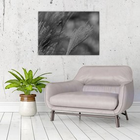 Obraz - Sušená pampová tráva (70x50 cm)
