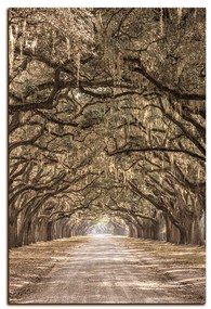 Obraz na plátne - Historické dubové stromy lemované poľnou cestou - obdĺžnik 7239FA (75x50 cm)