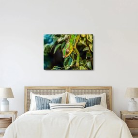 Obraz chameleóna (70x50 cm)