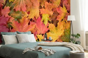 Zaujímavá fototapeta jesenné listy