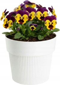 Sada 4 ks květináčů Silva Line krémová