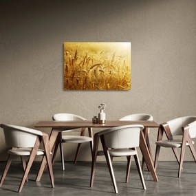 Sklenený obraz - Klasy obilia (70x50 cm)
