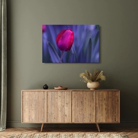 Obraz pupete tulipánu (90x60 cm)