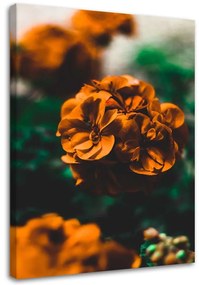 Obraz na plátně Rostlina s pomerančovým květem - 70x100 cm