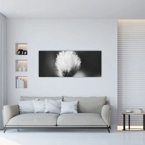 Obraz - Čiernobiely cottongrass (120x50 cm)