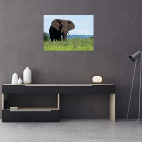 Sklenený obraz slona (70x50 cm)