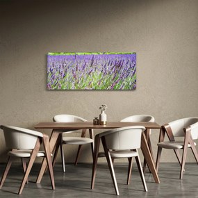 Obraz poľa s levanduľou (120x50 cm)