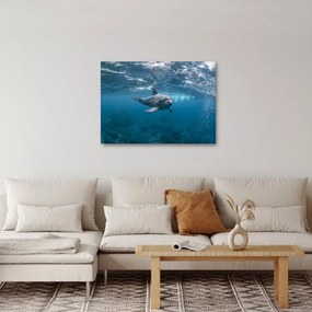 Obraz - Delfín pod hladinou (70x50 cm)