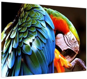 Obraz - Papagáj (70x50 cm)