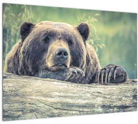 Sklenený obraz medveďa (70x50 cm)