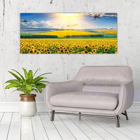 Obraz - Pole slnečníc (120x50 cm)
