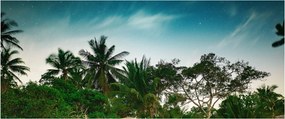 Obraz - palmy (120x50 cm)